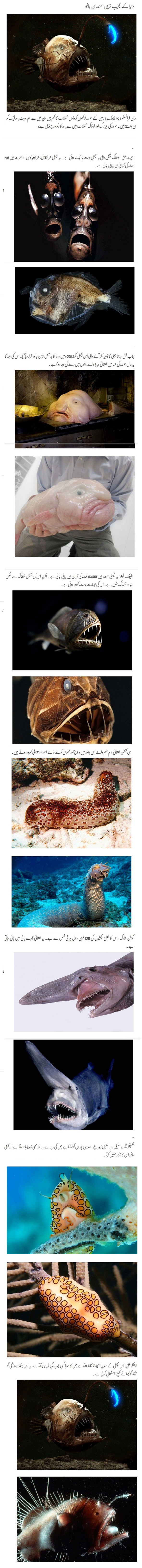 World,s strangest marine animals!